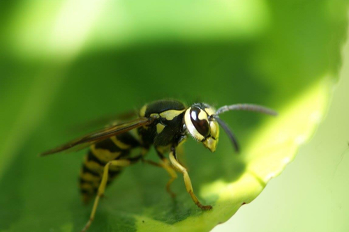 Eastern Yellowjacket, photo 6 of 8
