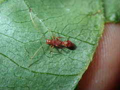 Paraxenetus guttulatus