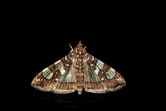 Glyphodes sibillalis