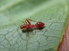 Paraxenetus guttulatus