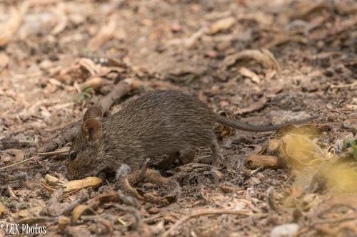 Nile Grass Rat
