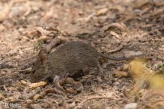 Arvicanthis niloticus