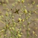 Western Mojave Wild Buckwheat - Photo (c) s_thomas, some rights reserved (CC BY-NC), uploaded by s_thomas