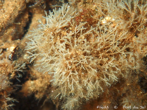 Bugulina stolonifera observed 2024-10-26