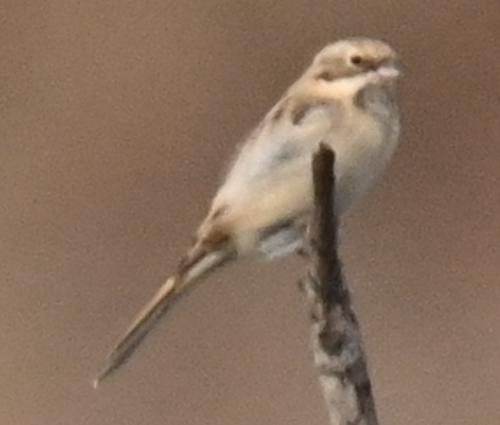 Pallas's Bunting