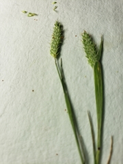 Alopecurus carolinianus