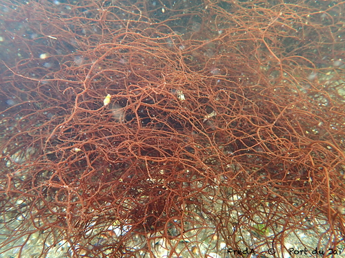 Gracilaria gracilis observed 2024-10-26