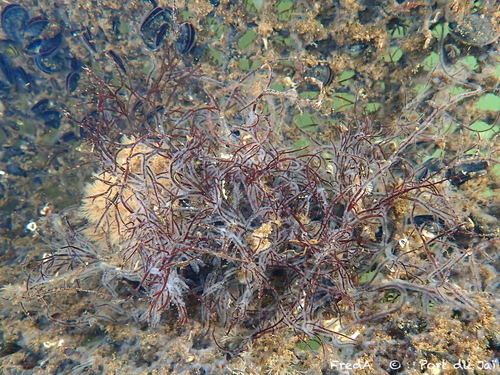 Gracilaria gracilis observed 2024-10-26