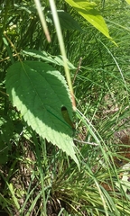 Calopteryx dimidiata