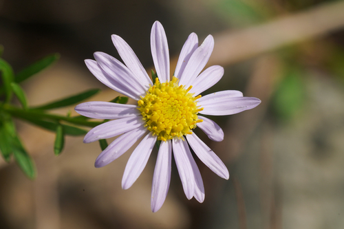 Aster kantoensis iNat (2)