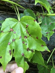 Phyllosticta ampelicida