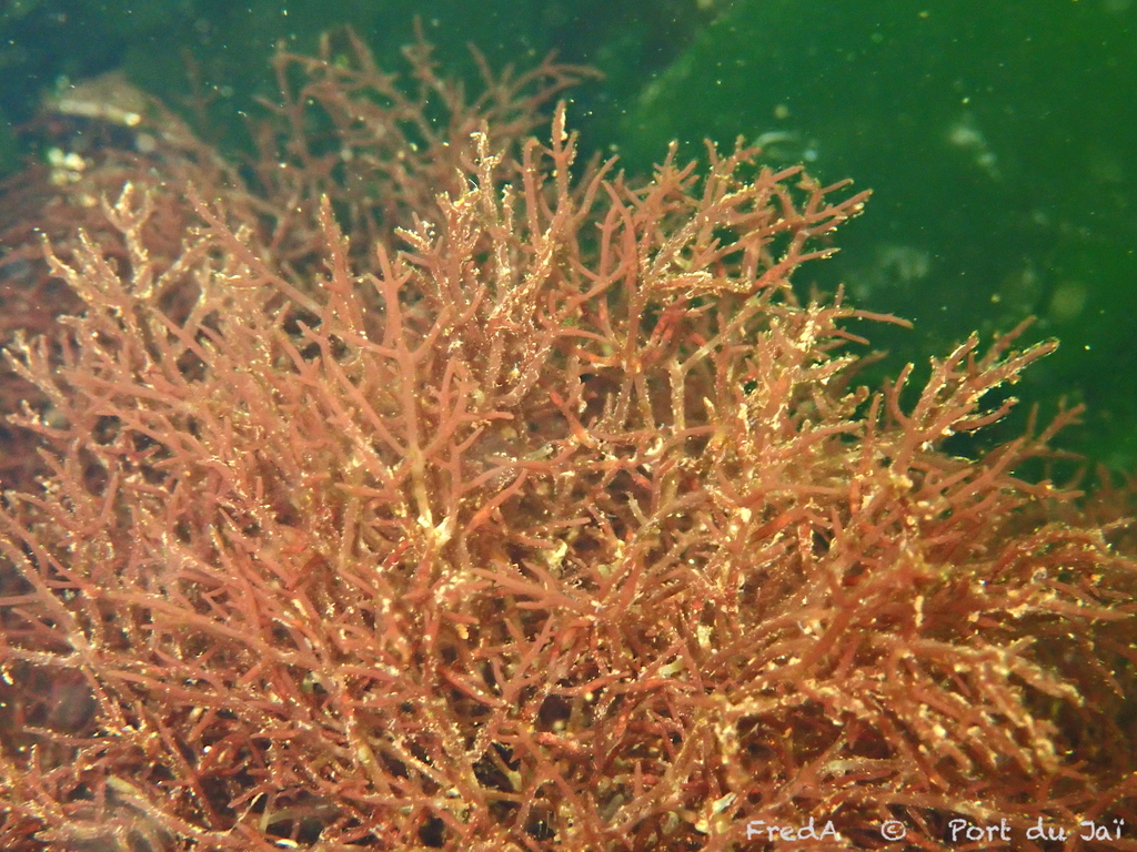 Lomentaria hakodatensis (Lomentaria hakodatensis)