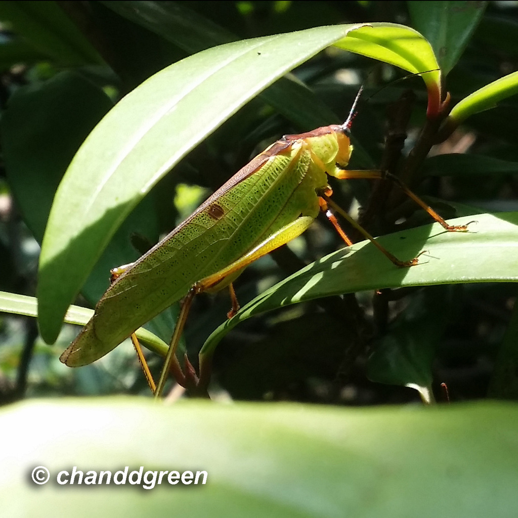 Hemielimaea