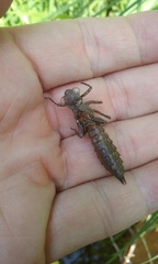 Boyeria vinosa