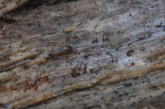 Pogonognathellus longicornis