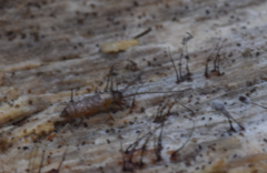 Pogonognathellus longicornis