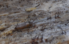 Pogonognathellus longicornis