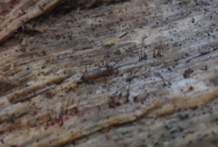 Pogonognathellus longicornis