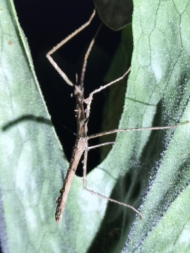 Crowned Stick Insect photo 4