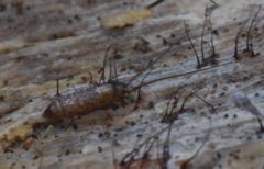 Pogonognathellus longicornis