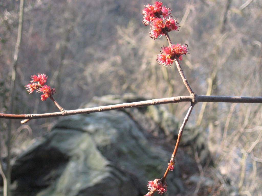 Red maple (Acer rubrum)