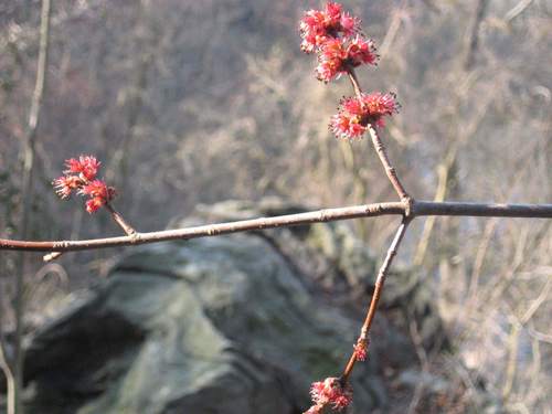 Red maple (Acer rubrum)