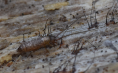 Pogonognathellus longicornis