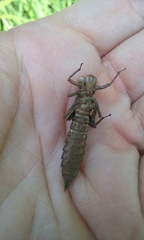 Boyeria vinosa
