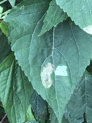 Calycomyza eupatoriphaga