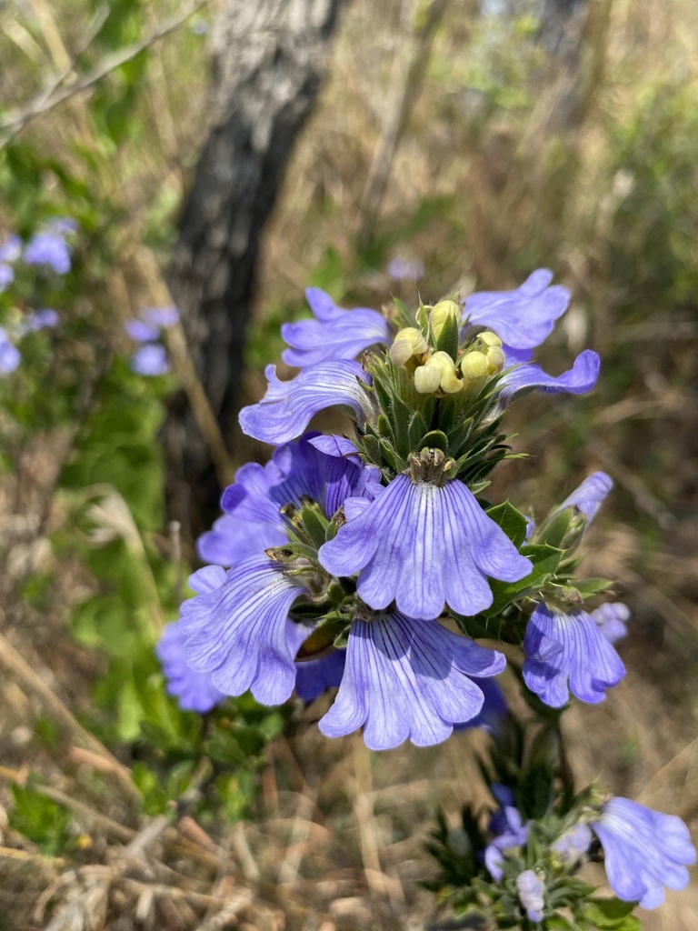 Sclerochiton triacanthus
