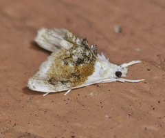 Lipocosma septa