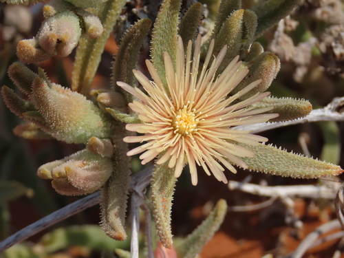 Mesembryanthemum oculatum