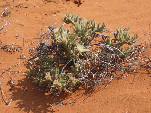 Mesembryanthemum oculatum