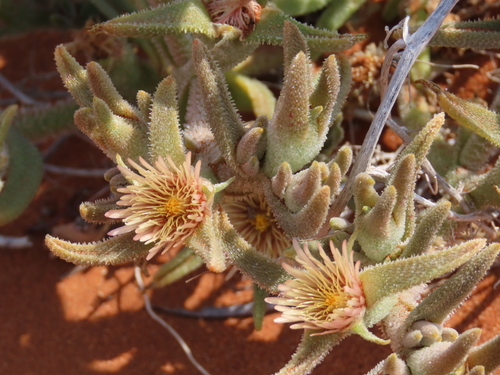 Mesembryanthemum oculatum