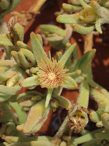 Mesembryanthemum oculatum