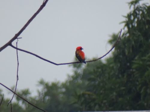Black-winged Bishop