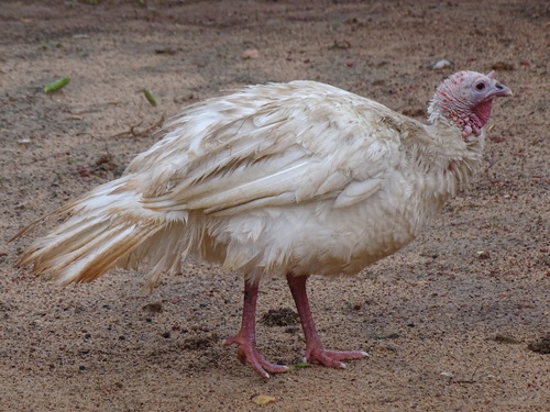 Domestic Turkey