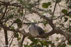 Streptopelia capicola