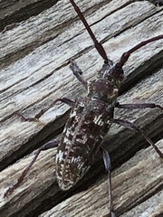 Monochamus obtusus