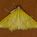 Loxomorpha flavidissimalis - Photo 由 krancmm 所上傳的 (c) krancmm，保留部份權利CC BY-NC