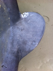 Phocoena dioptrica