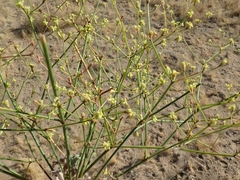 Eriogonum mohavense