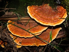 Rigidoporus laetus
