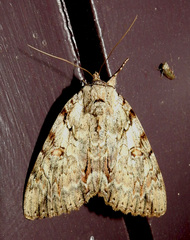 Catocala subnata