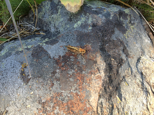 iNaturalist observation photo of Clear-winged Grasshopper