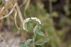 Heliotropium steudneri
