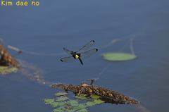 Pseudothemis zonata