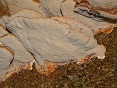 Rigidoporus laetus