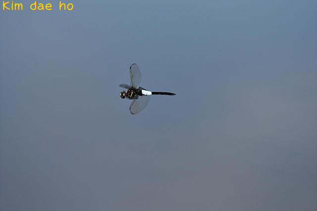 Pseudothemis