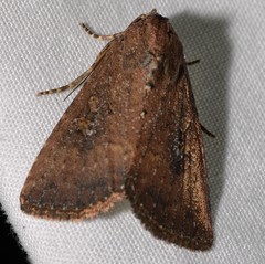 Condica sutor